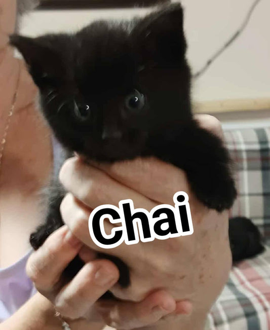 Chai - Refuge CRM