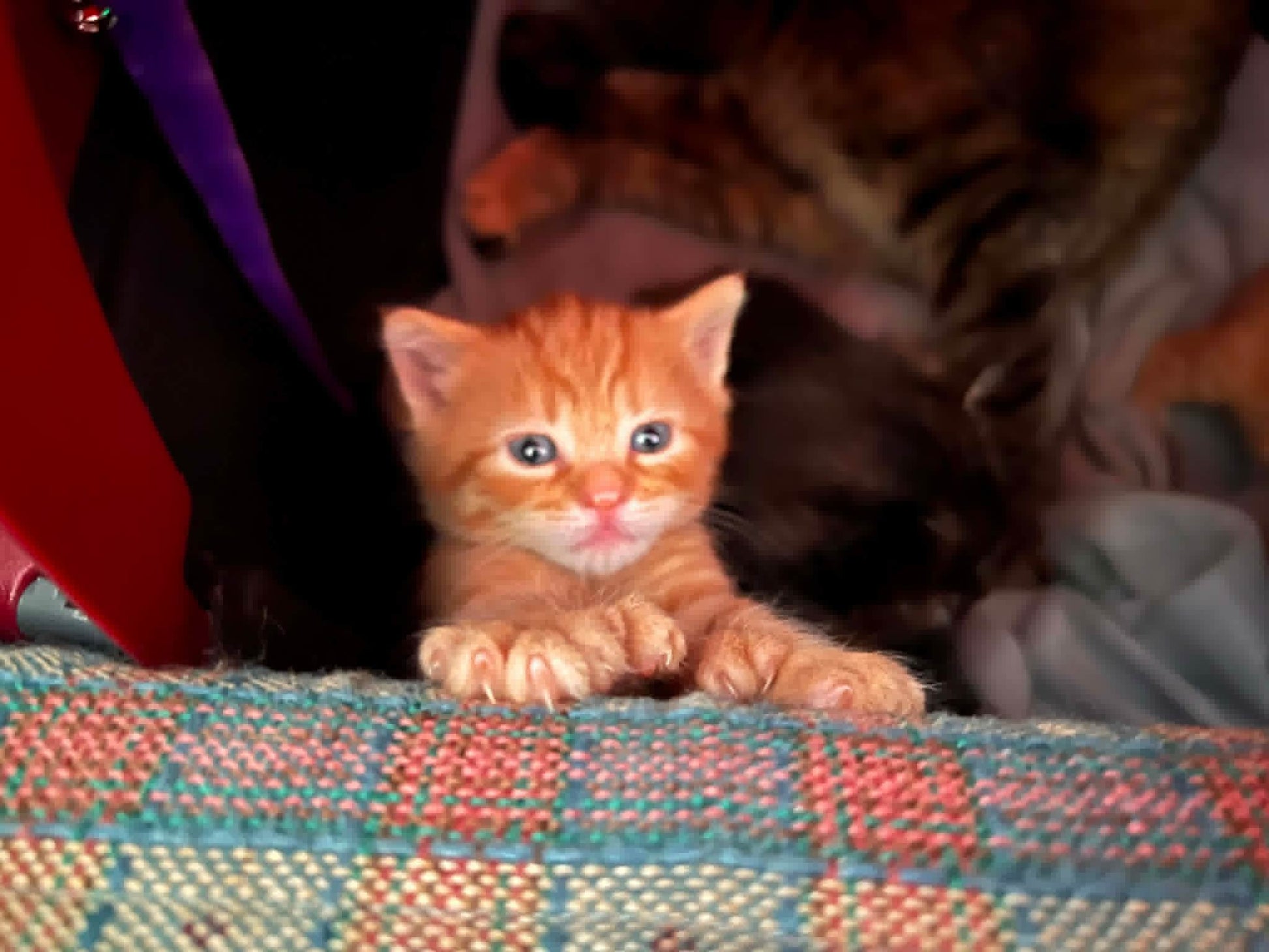 Chaton - Refuge CRM