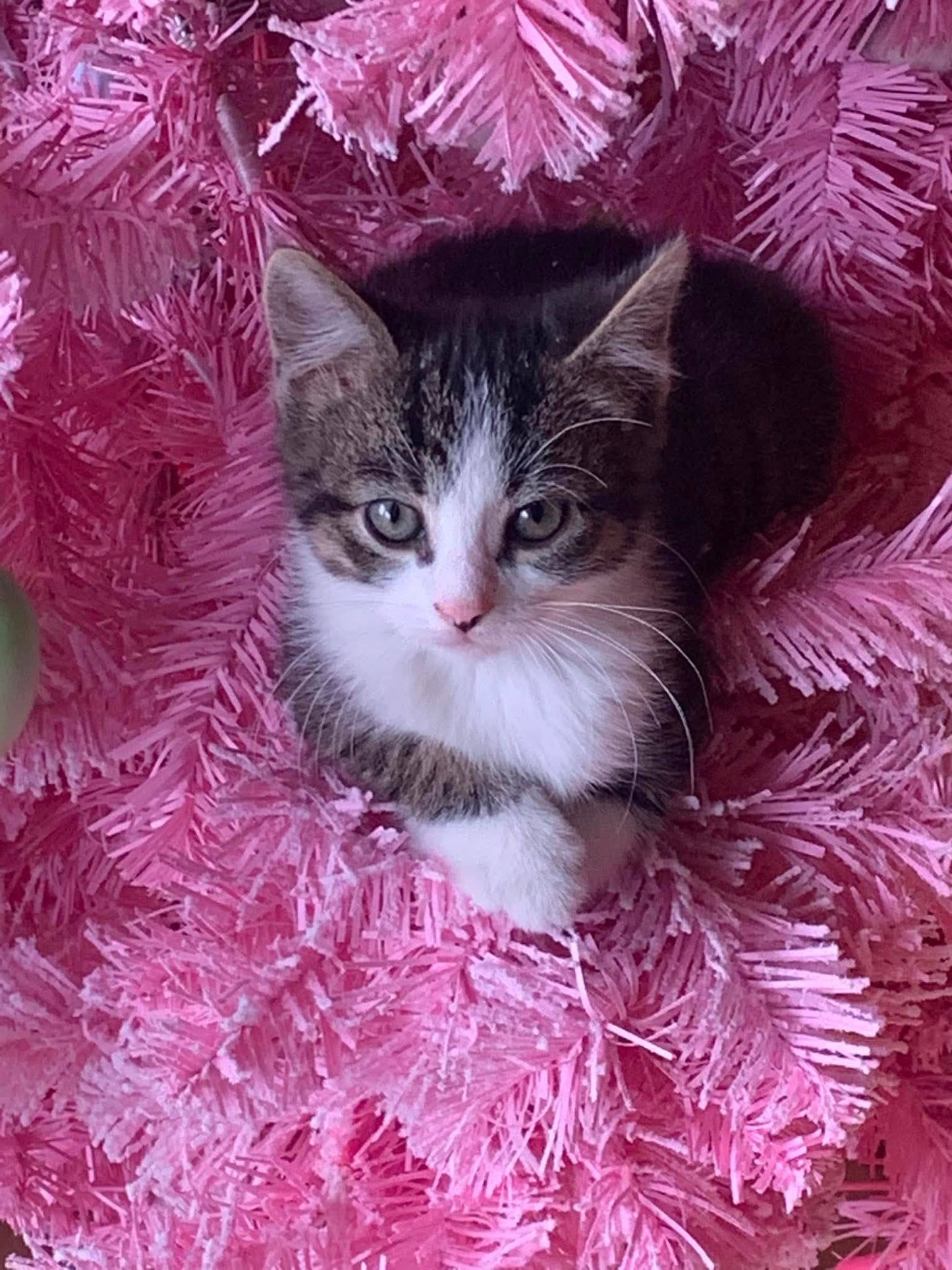 Chaton - Refuge CRM