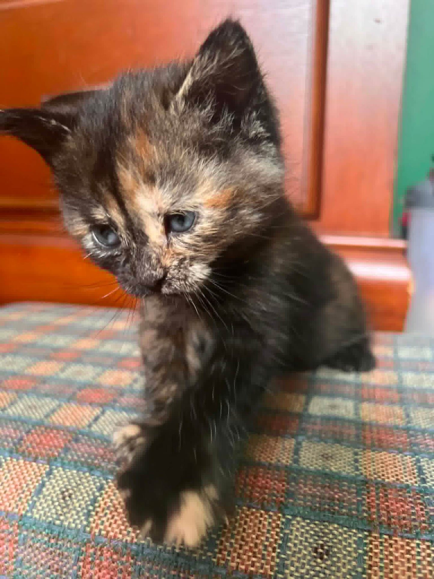 Chaton - Refuge CRM