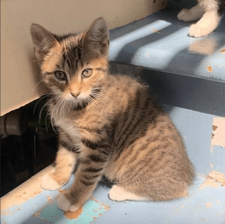 Chaton - Refuge CRM