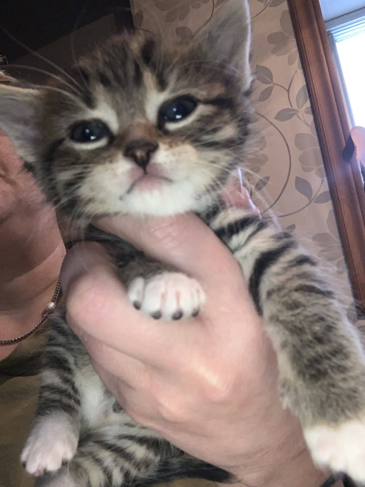 Chaton mâle à adopter - Refuge CRM