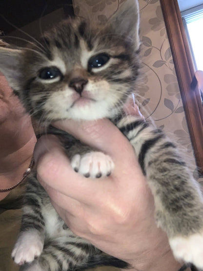 Chaton mâle à adopter - Refuge CRM