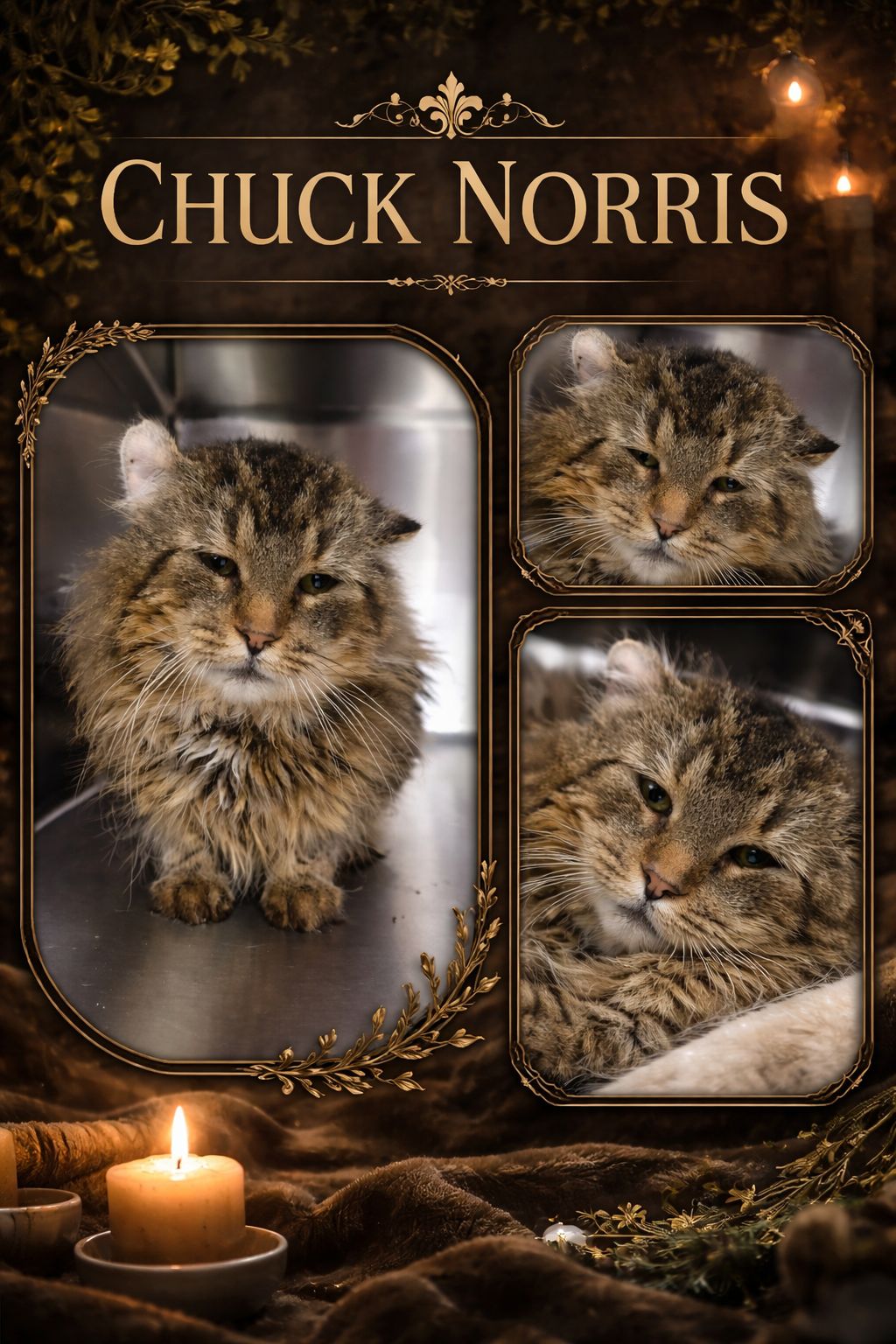 Chuck Norris - Refuge CRM