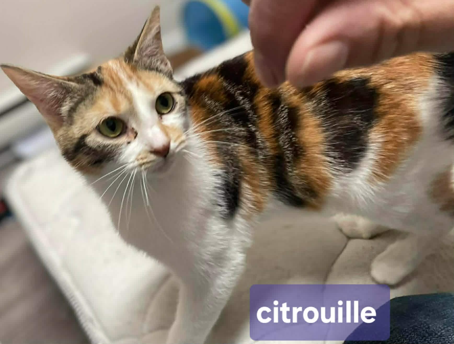 Citrouille - Refuge CRM