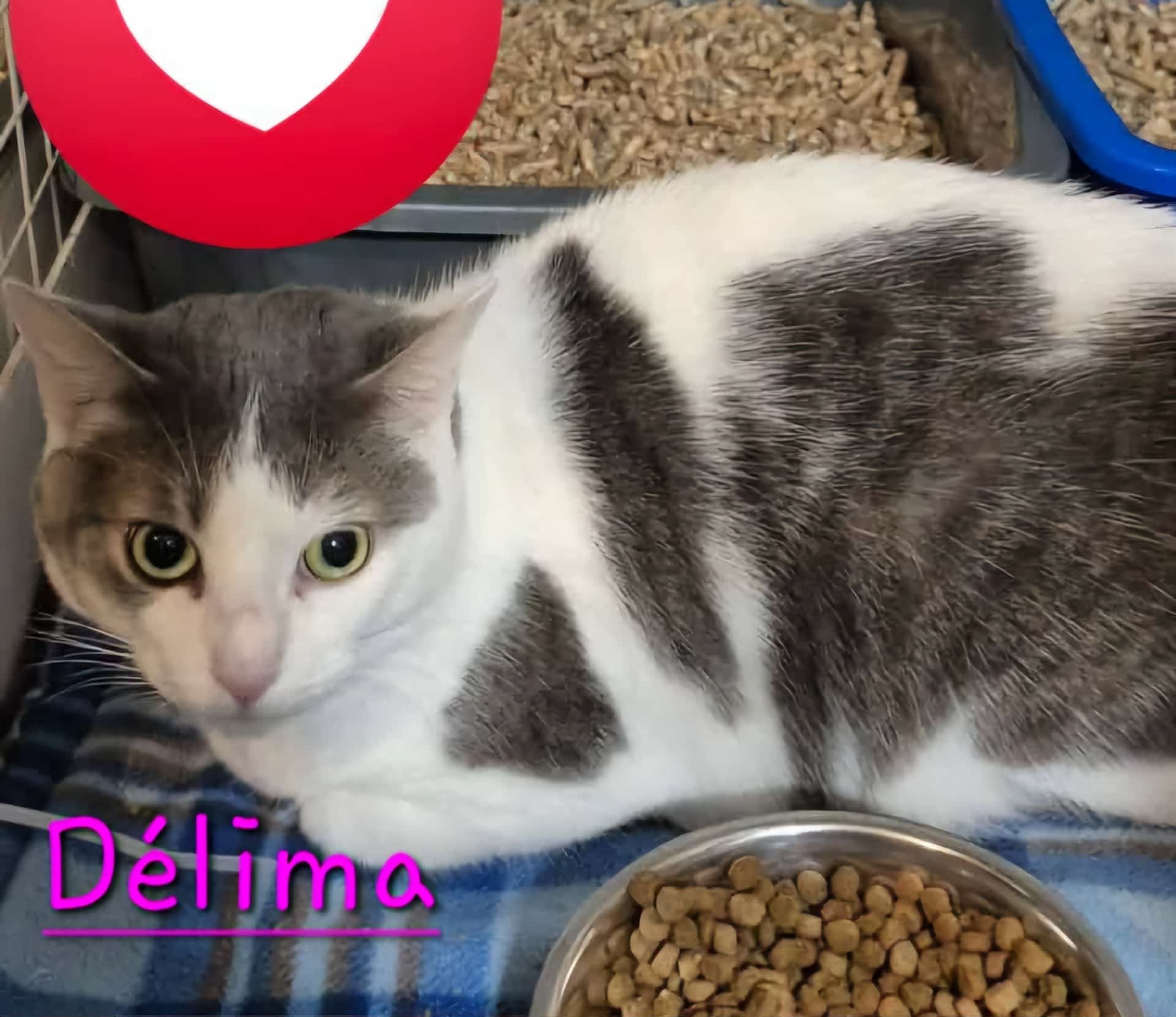 Délima - Refuge CRM