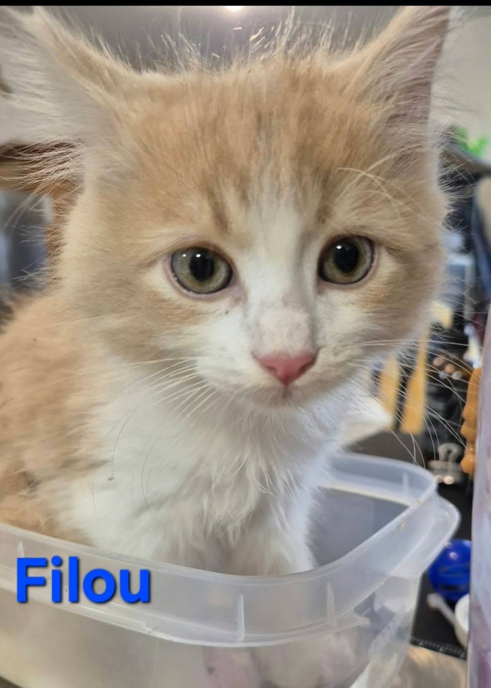 Filou - Refuge CRM