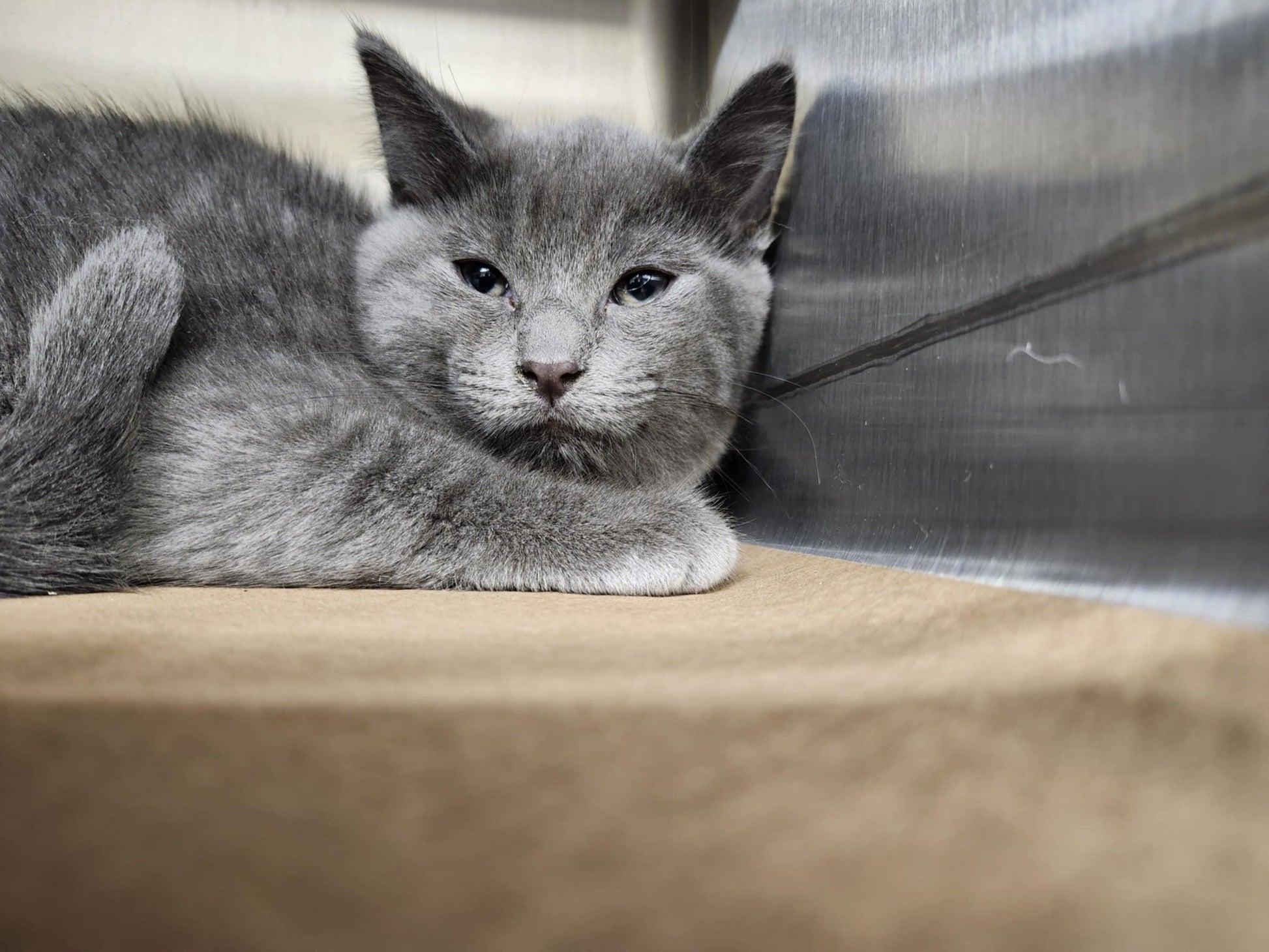 Gribouille - Refuge CRM