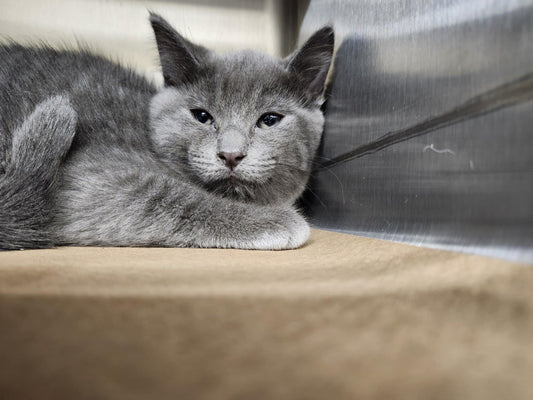 Gribouille - Refuge CRM