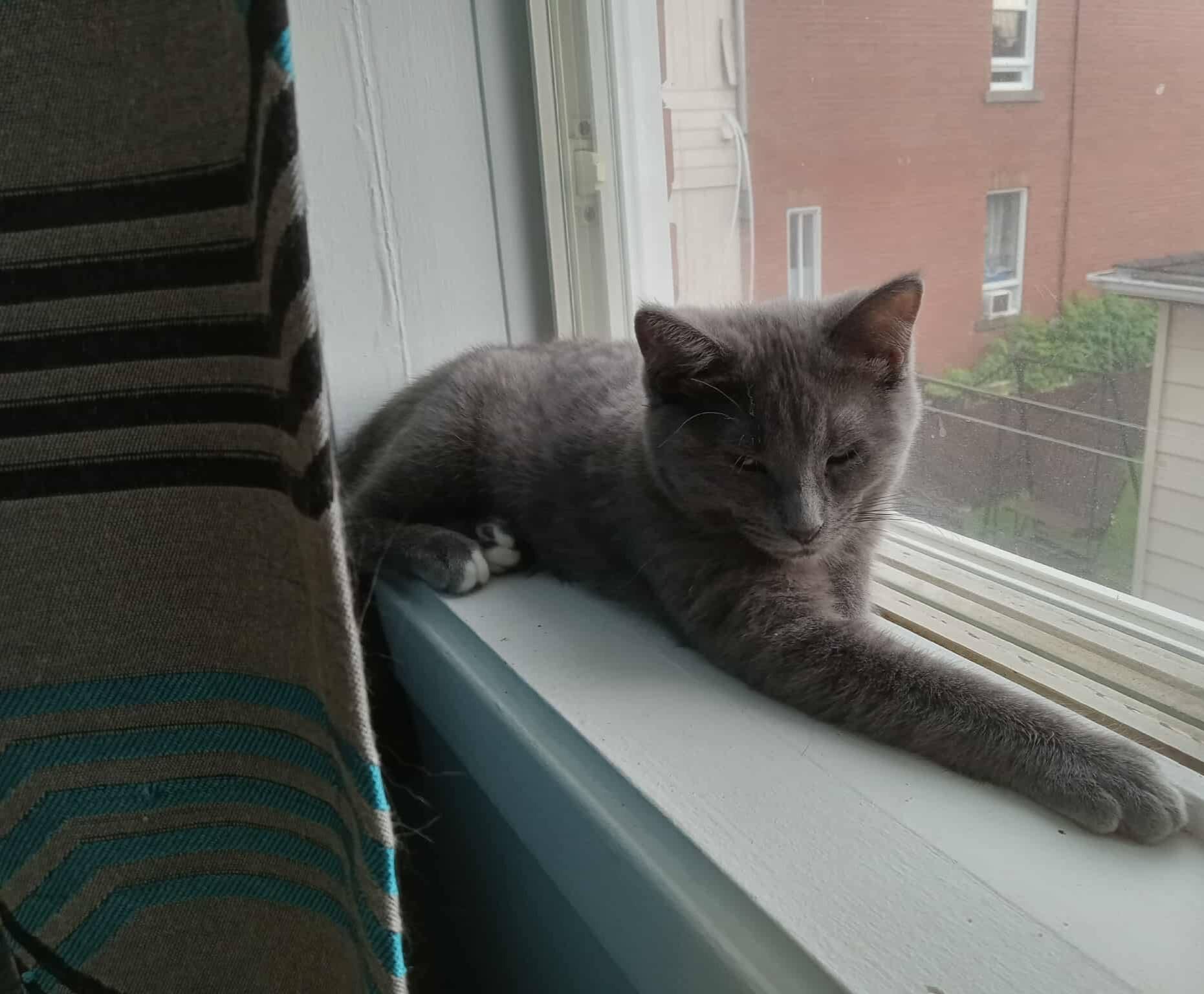 Gribouille - Refuge CRM