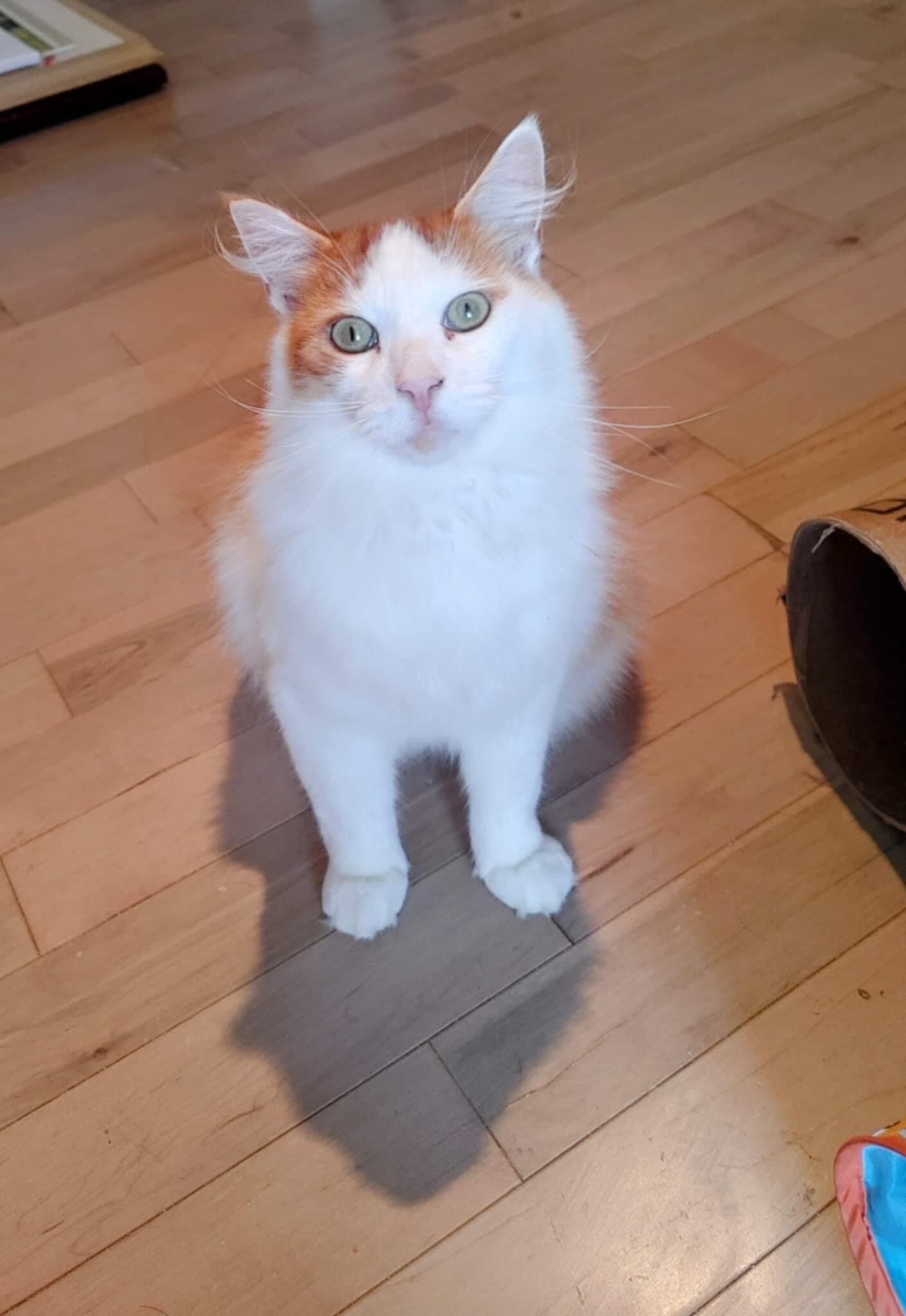 Handsome - Refuge CRM