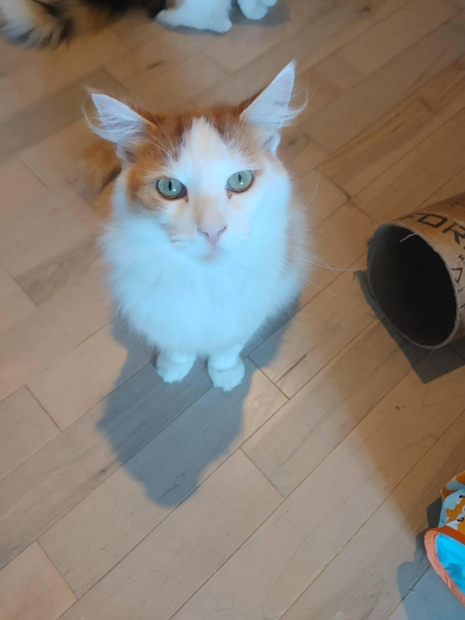 Handsome - Refuge CRM