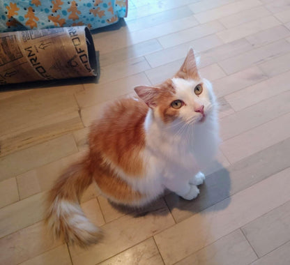 Handsome - Refuge CRM