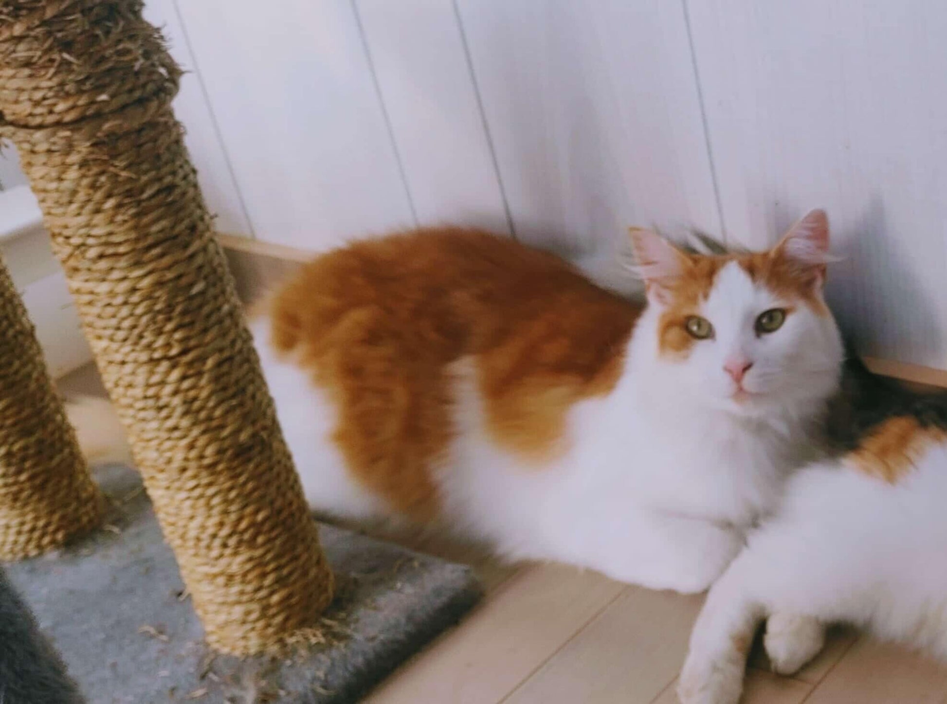 Handsome - Refuge CRM