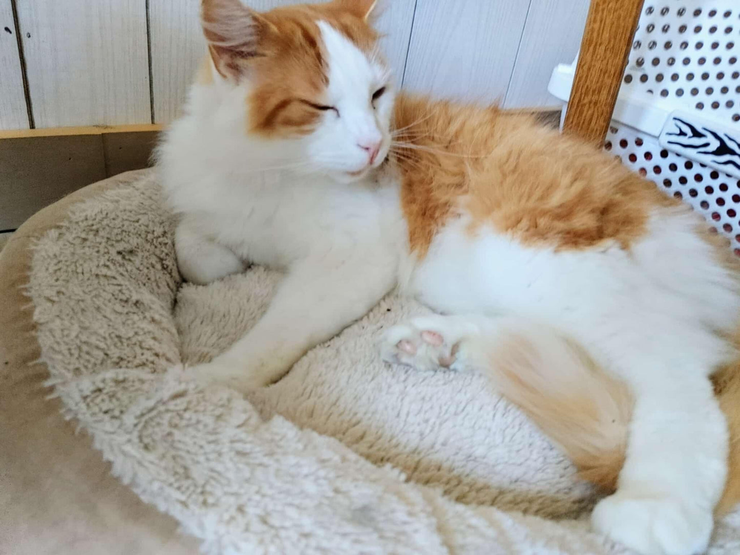 Handsome - Refuge CRM