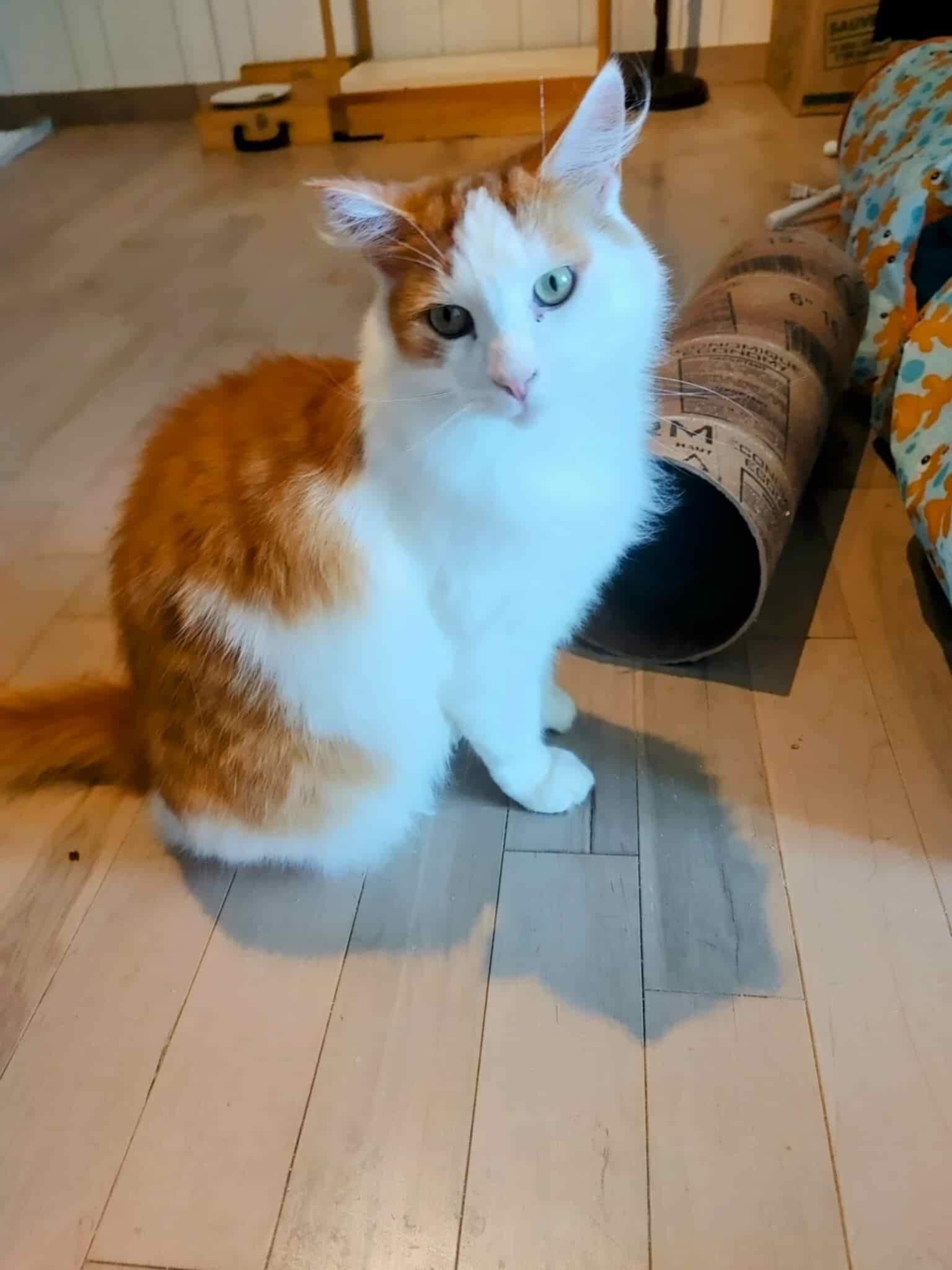 Handsome - Refuge CRM