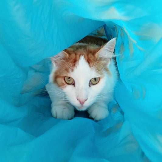 Handsome - Refuge CRM