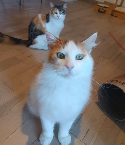 Handsome - Refuge CRM