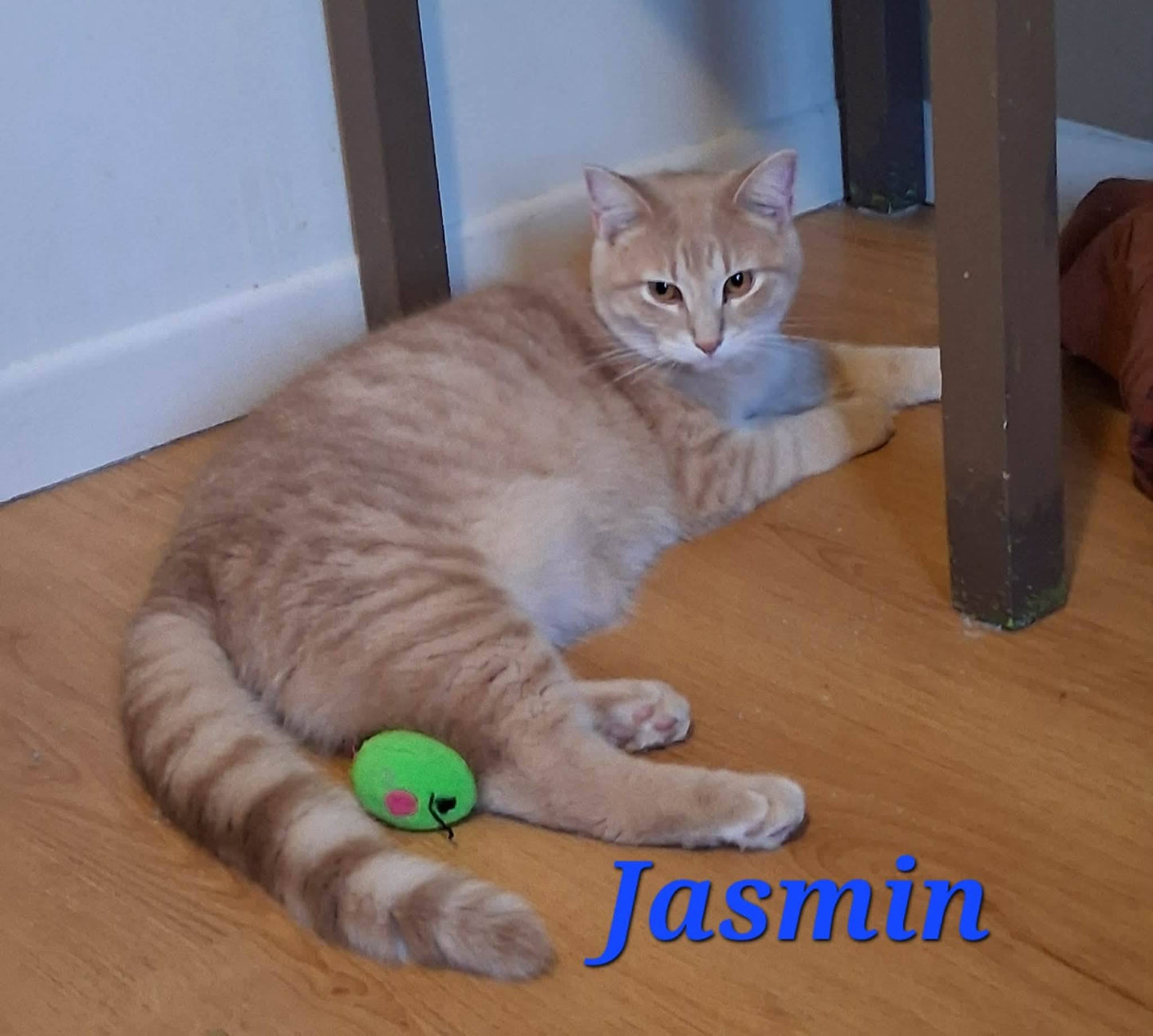 Jasmin - Refuge CRM