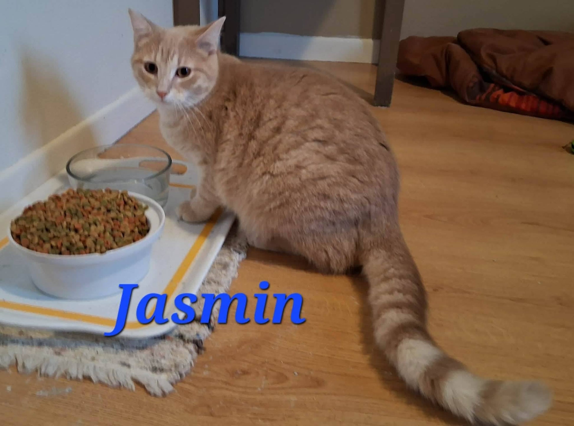 Jasmin - Refuge CRM