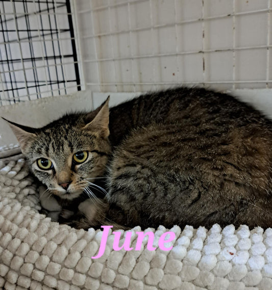 June - Refuge CRM