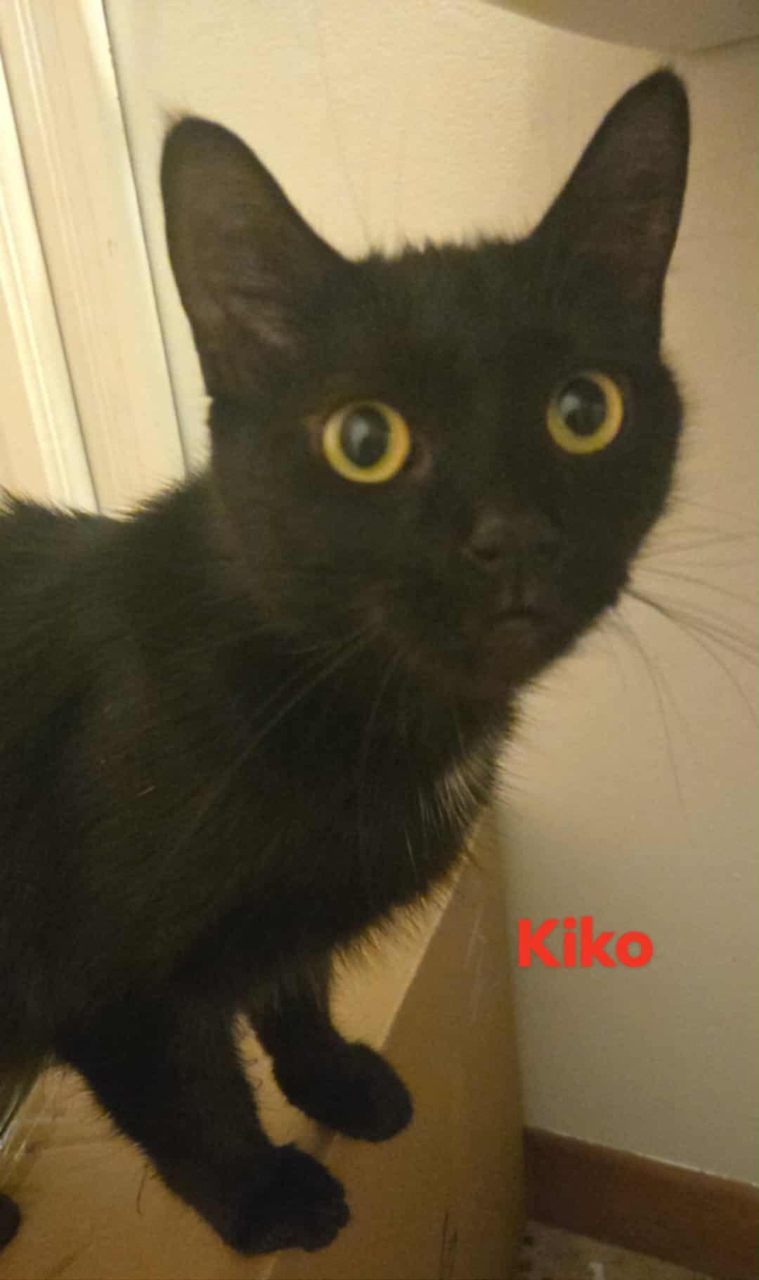 Kiko