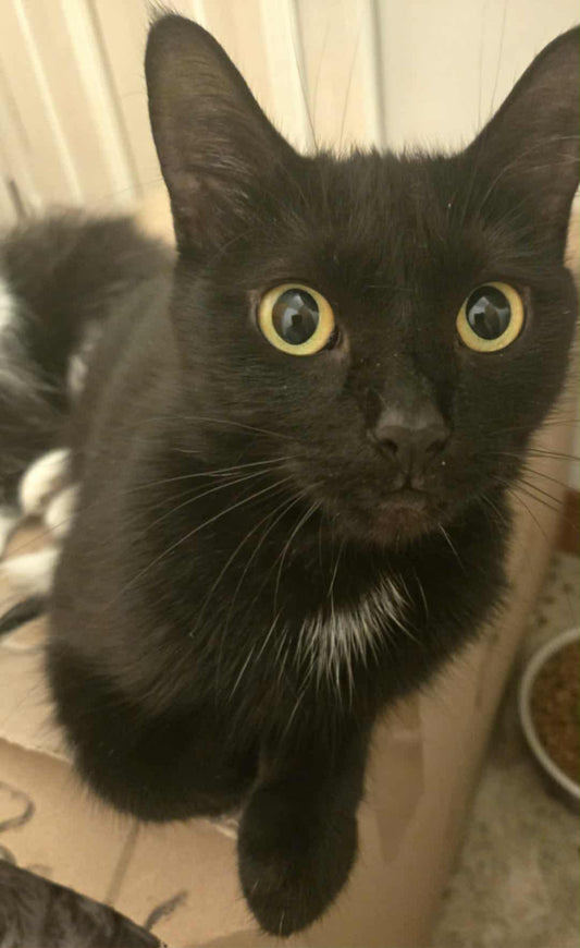 Kiko