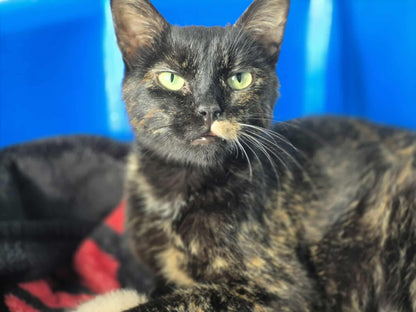 Maman Nyx - Refuge CRM