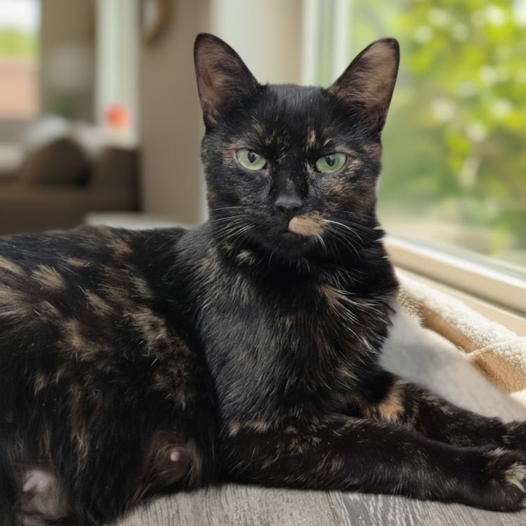 Maman Nyx - Refuge CRM