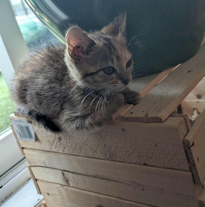 Melba