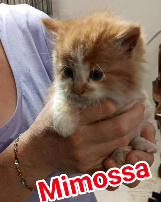 Mimossa - Refuge CRM