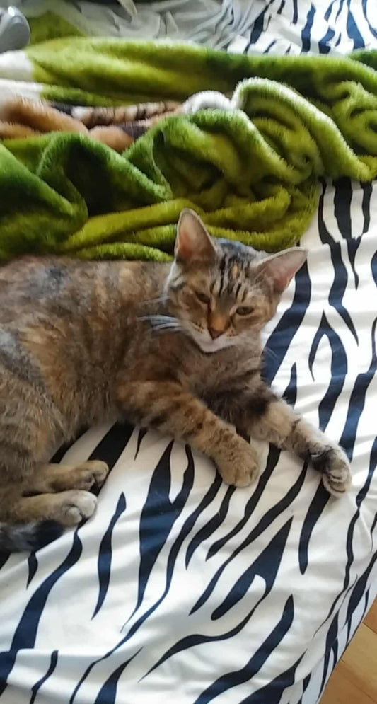 Minette - Refuge CRM