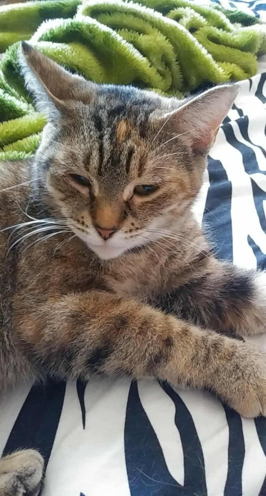 Minette - Refuge CRM