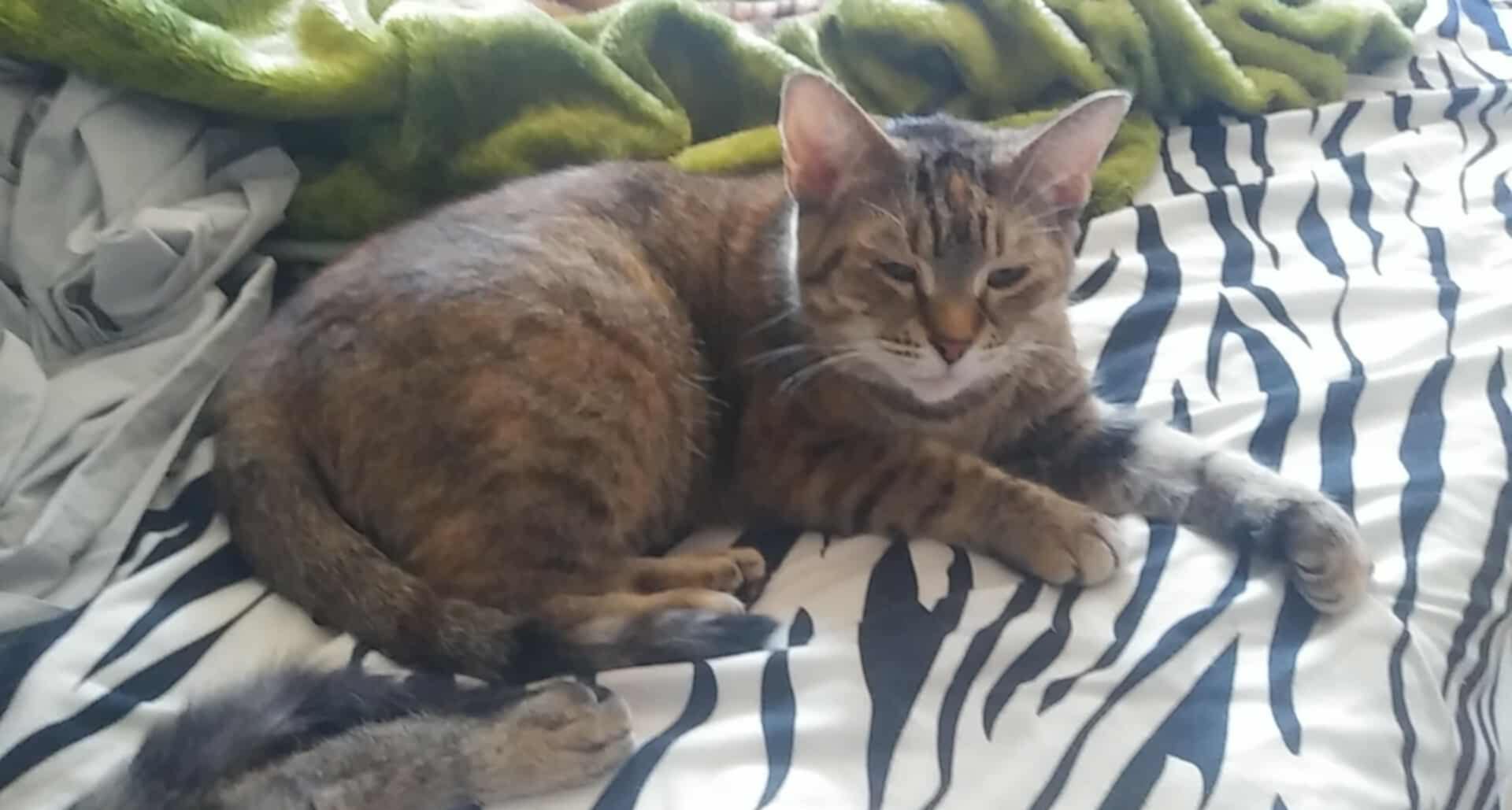 Minette - Refuge CRM