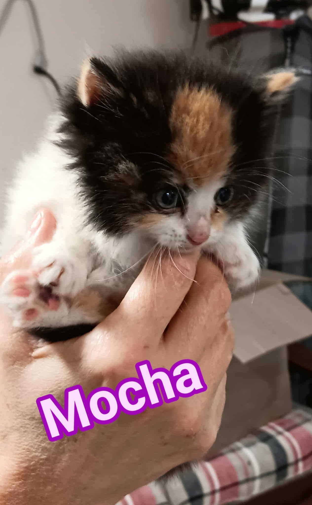 Mocha - Refuge CRM