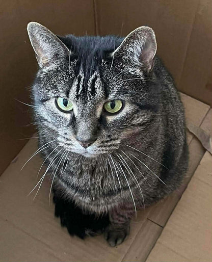 Molly - Refuge CRM