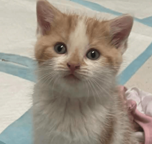 Nala - Refuge CRM