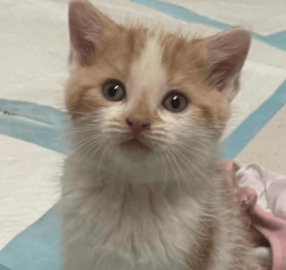 Nala - Refuge CRM