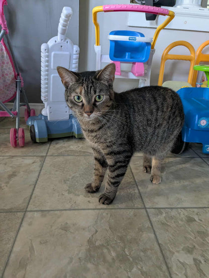 Pistache - Refuge CRM