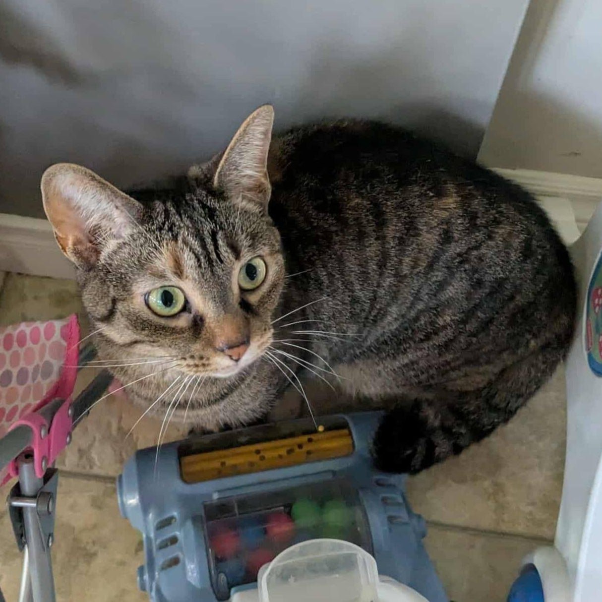 Pistache - Refuge CRM