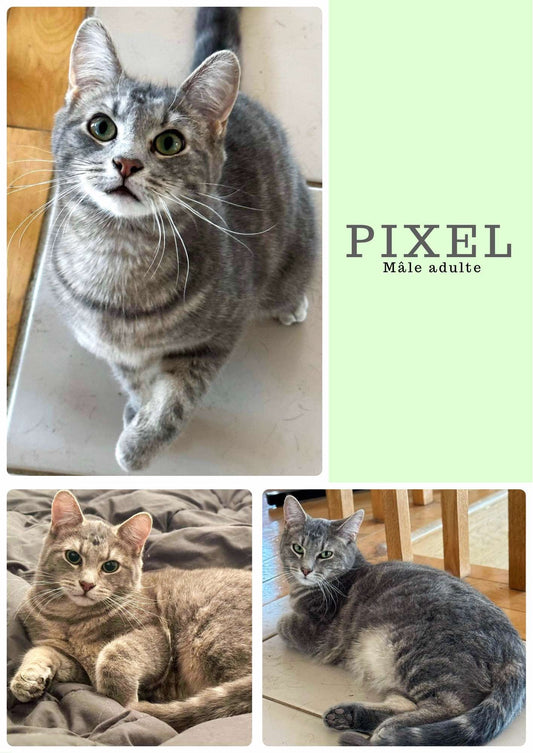Pixel - Refuge CRM