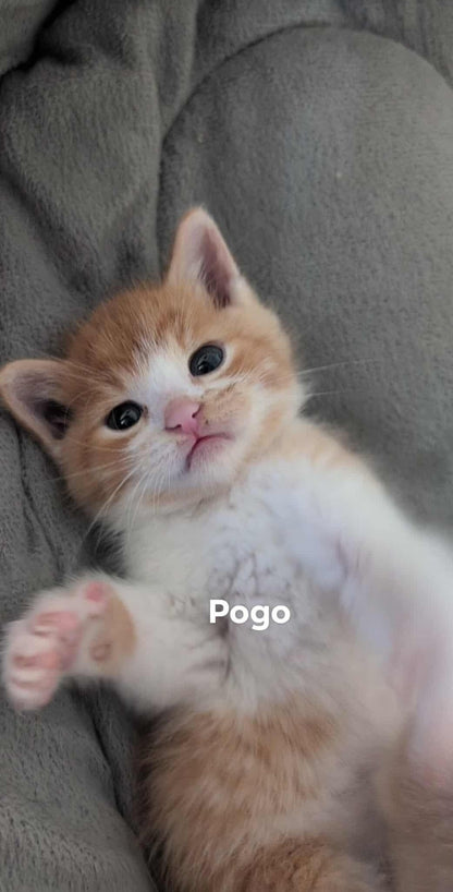 Pogo - Refuge CRM