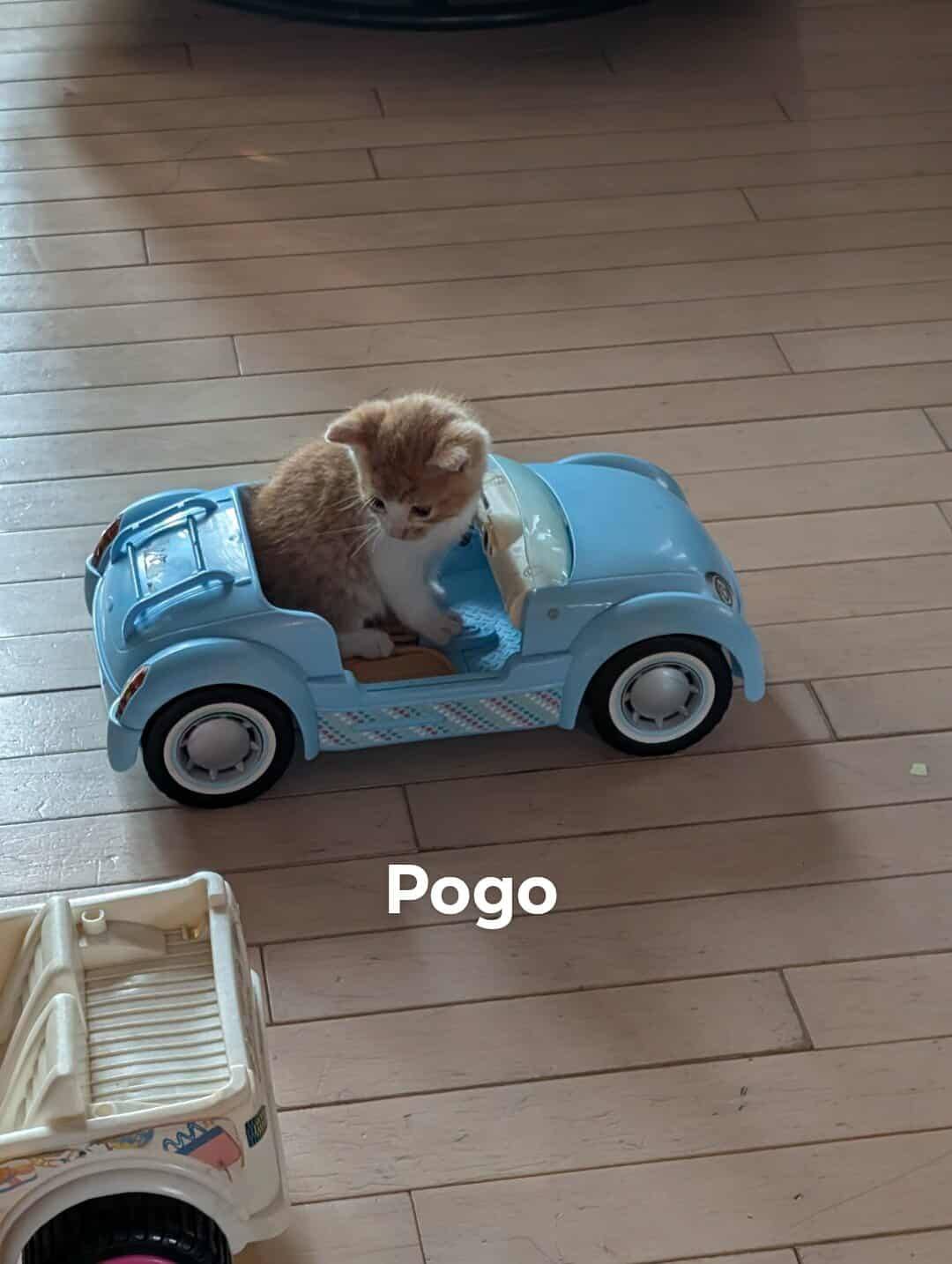 Pogo - Refuge CRM