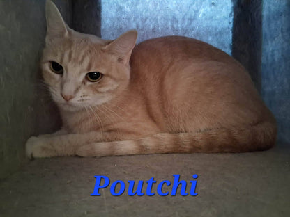 Poutchi - Refuge CRM