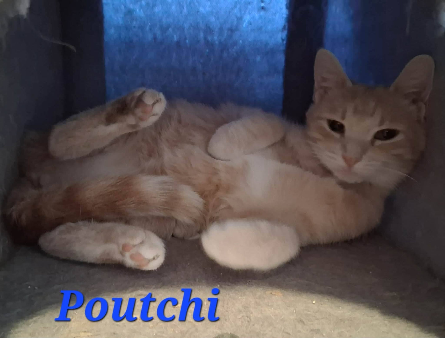 Poutchi - Refuge CRM