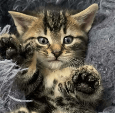 Princesse - Refuge CRM
