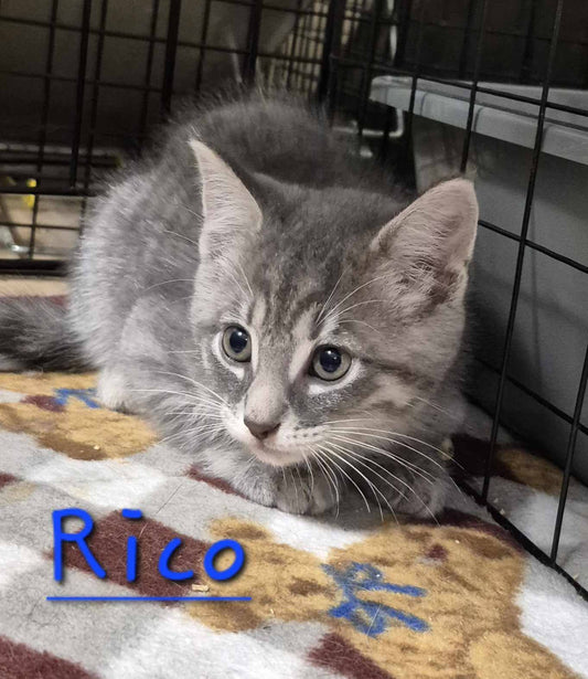 Rico - Refuge CRM