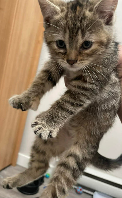 Simba - Refuge CRM