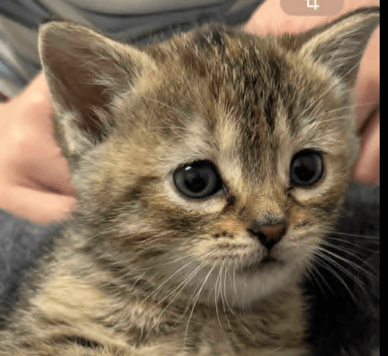Simba - Refuge CRM