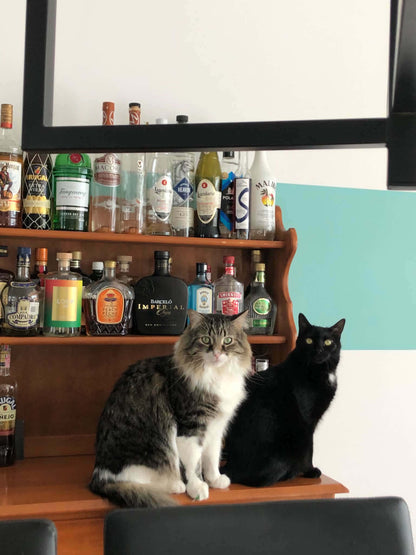 Tigrou et Choco - Refuge CRM
